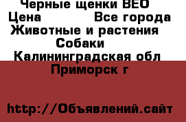 Черные щенки ВЕО › Цена ­ 5 000 - Все города Животные и растения » Собаки   . Калининградская обл.,Приморск г.